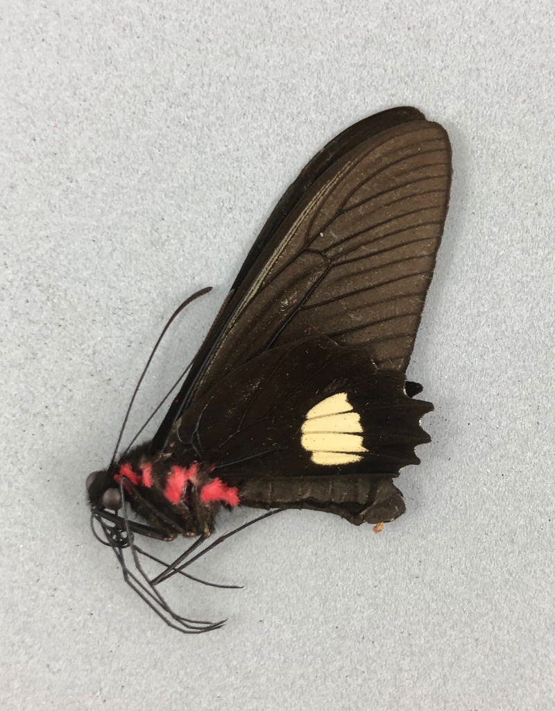 Parides pizarro M A1 Peru - Butterfly Art Inc.