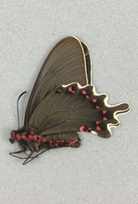 Parides bunichus damocrates M A1 Argentina