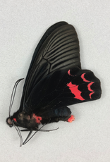 Atrophaneura dixoni M A1 Sulawesi, Indonesia