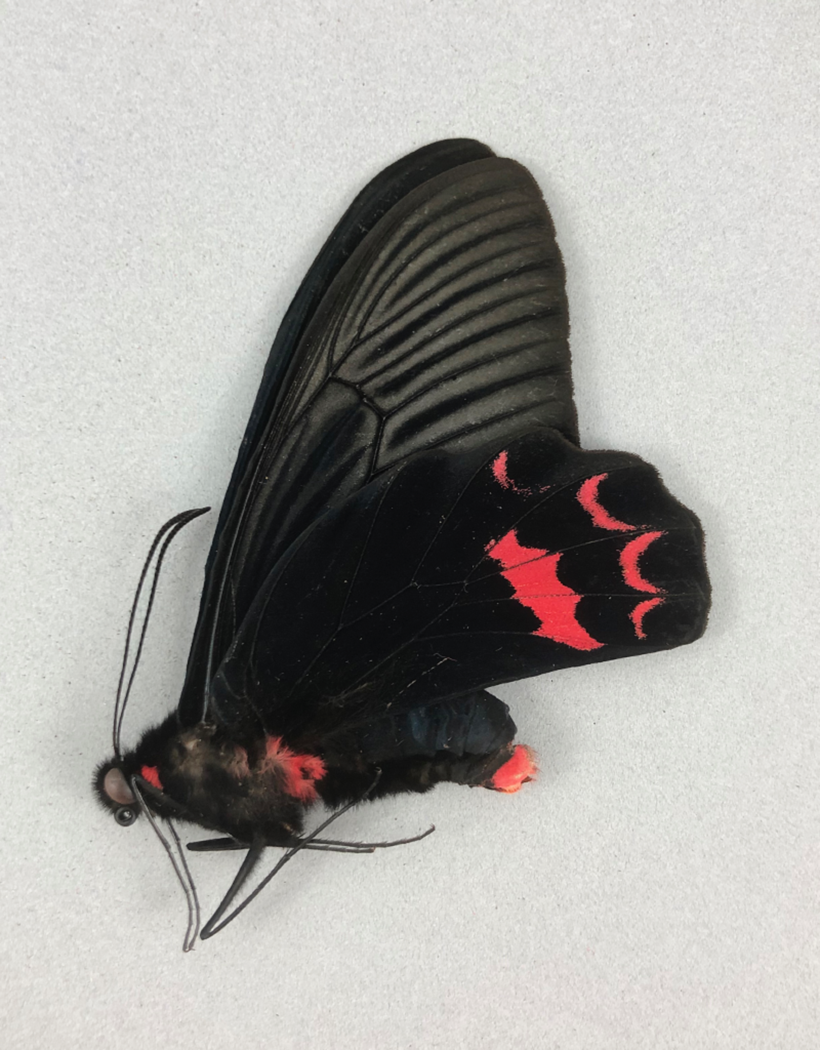 Atrophaneura dixoni M A1 Sulawesi, Indonesia