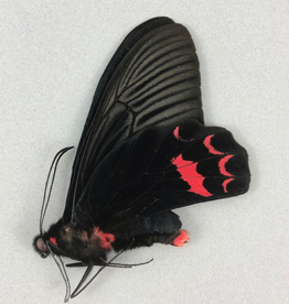 Atrophaneura dixoni M A1 Sulawesi, Indonesia