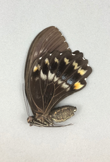 Papilio woodfordi woodfordi F A1 PNG