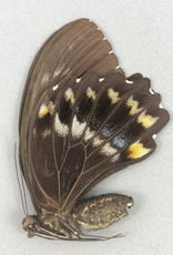 Papilio woodfordi woodfordi F A1 PNG