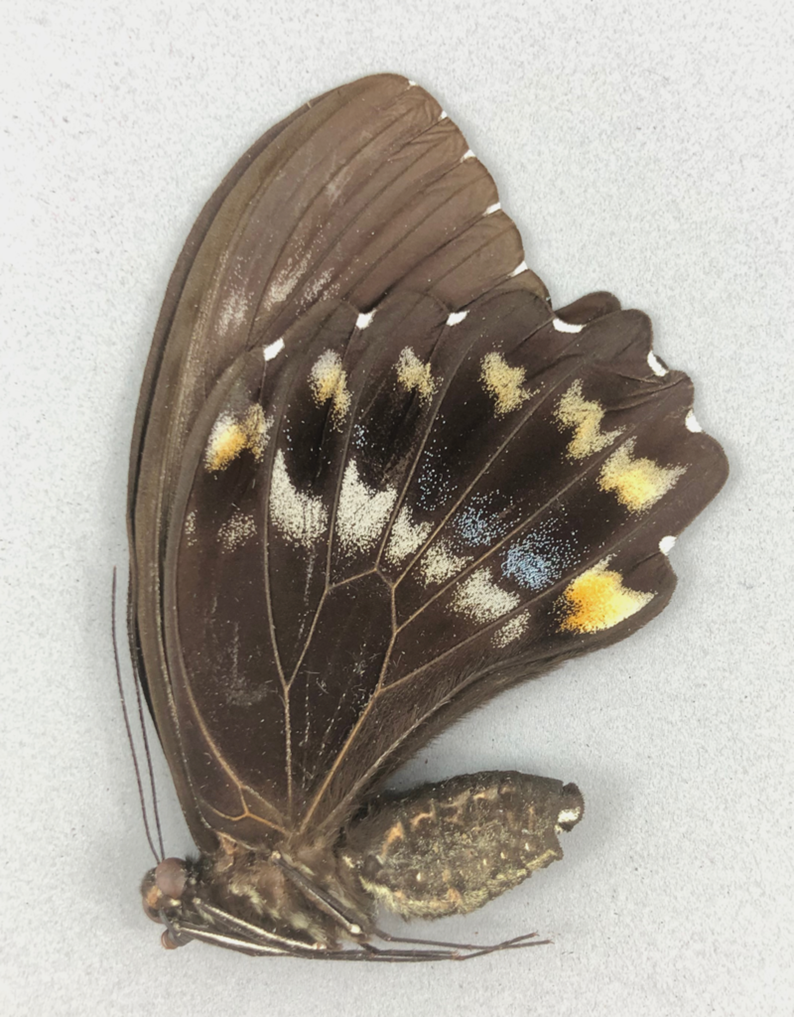 Papilio woodfordi woodfordi F A1 PNG