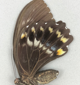 Papilio woodfordi woodfordi F A1- PNG