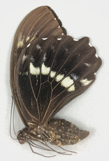 Papilio woodfordi woodfordi M A1 PNG