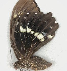 Papilio woodfordi woodfordi M A1 PNG
