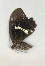 Papilio woodfordi woodfordi M A1 PNG