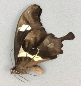 Papilio hesperus M A1- CAR