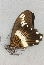 Papilio gallienus M A1 CAR