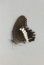 Papilio polytes pasikrates M A1 Philippines