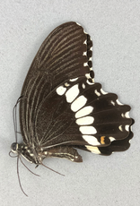 Papilio polytes pasikrates M A1 Philippines