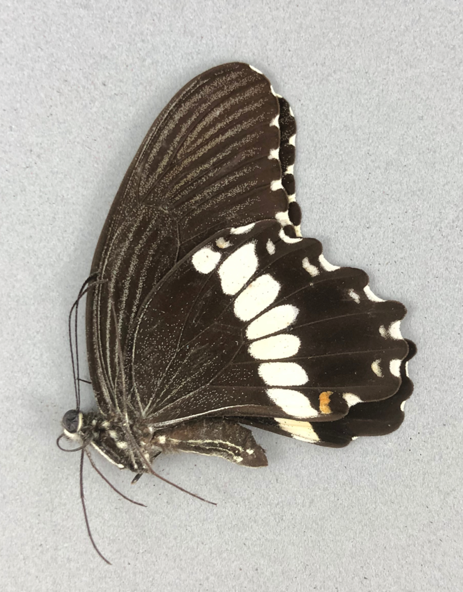 Papilio polytes pasikrates M A1 Philippines