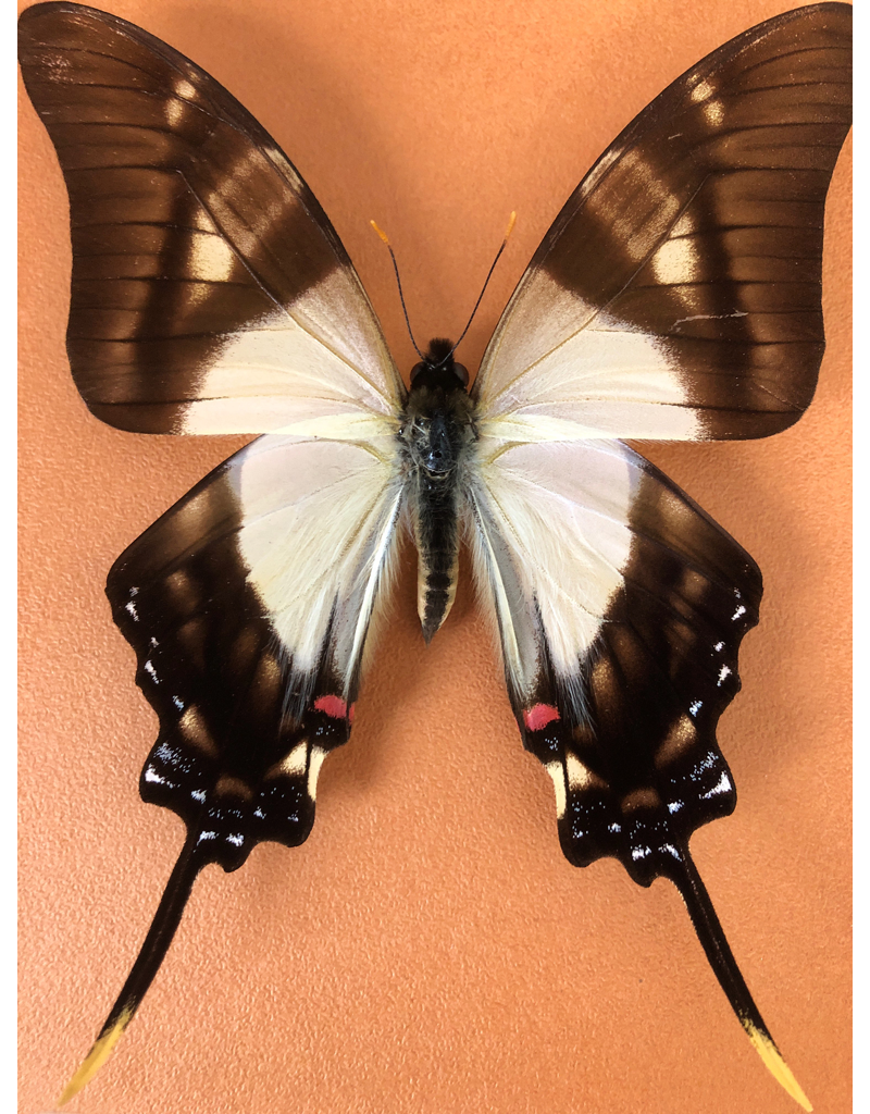 Eurytides columbus M A1 Peru - Butterfly Art Inc.