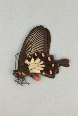 Pachliopta pandiyana PAIR A2 India