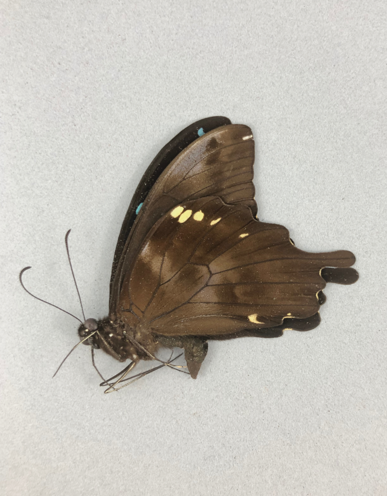 Papilio epiphorbas M A1 Madagascar