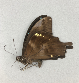 Papilio epiphorbas M A1 Madagascar