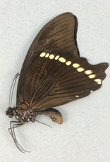 Papilio bromius M A1 CAR