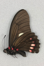 Mimoides xeniades imaus (Eurytides harmodius imaus) M A1 Upper Huallaga Valley, Peru