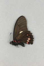 Mimoides xeniades imaus (Eurytides harmodius imaus) M A1 Upper Huallaga Valley, Peru