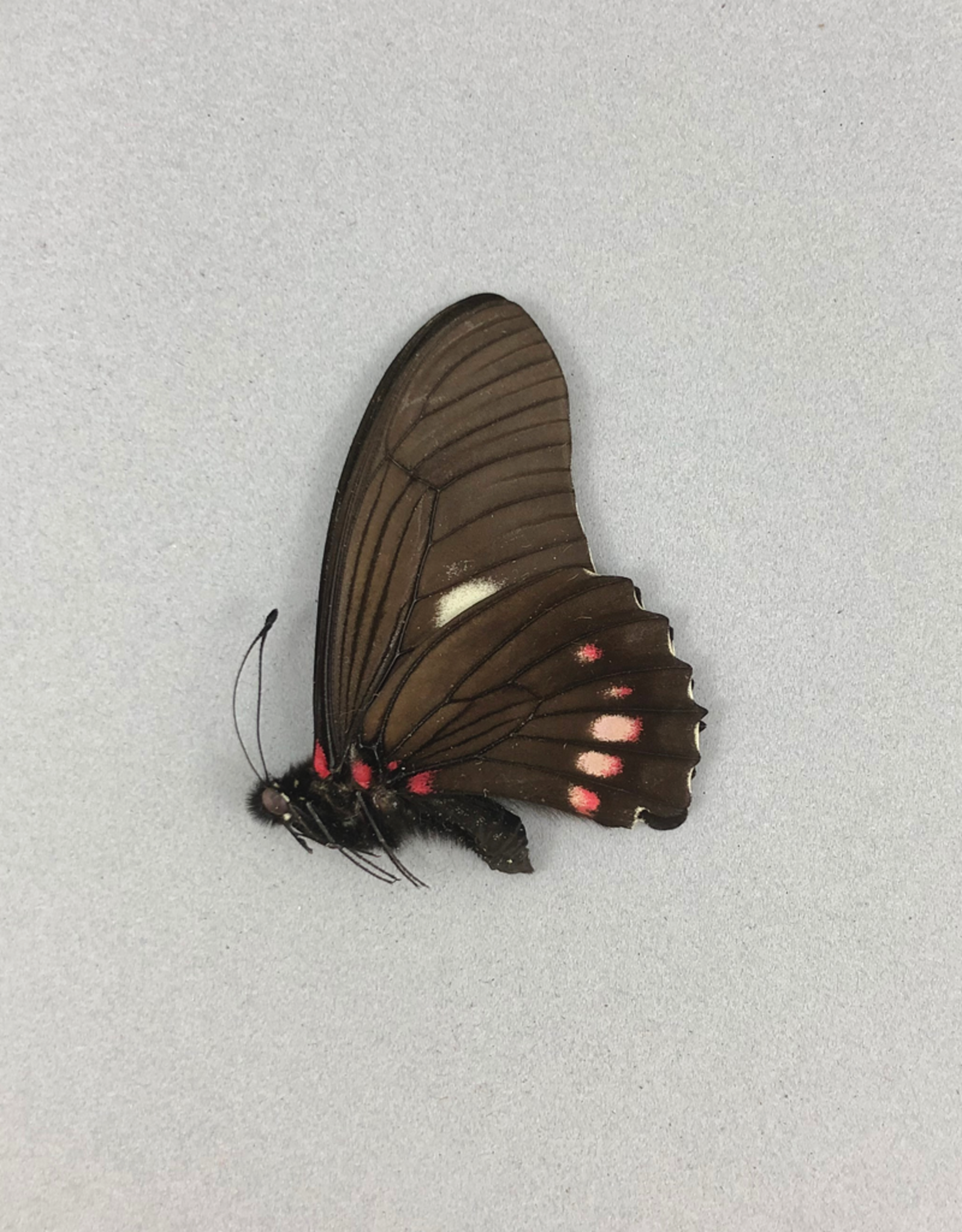 Mimoides xeniades imaus (Eurytides harmodius imaus) M A1 Upper Huallaga Valley, Peru