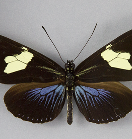 Heliconius doris f. doris M A1 Peru