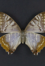 Morpho sulkowskyi selenaris F A1 Peru