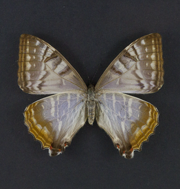 Morpho sulkowskyi selenaris F A1 Peru