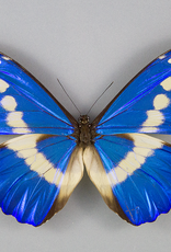 Morpho rhetenor helena M A1 Peru - Butterfly Art Inc.