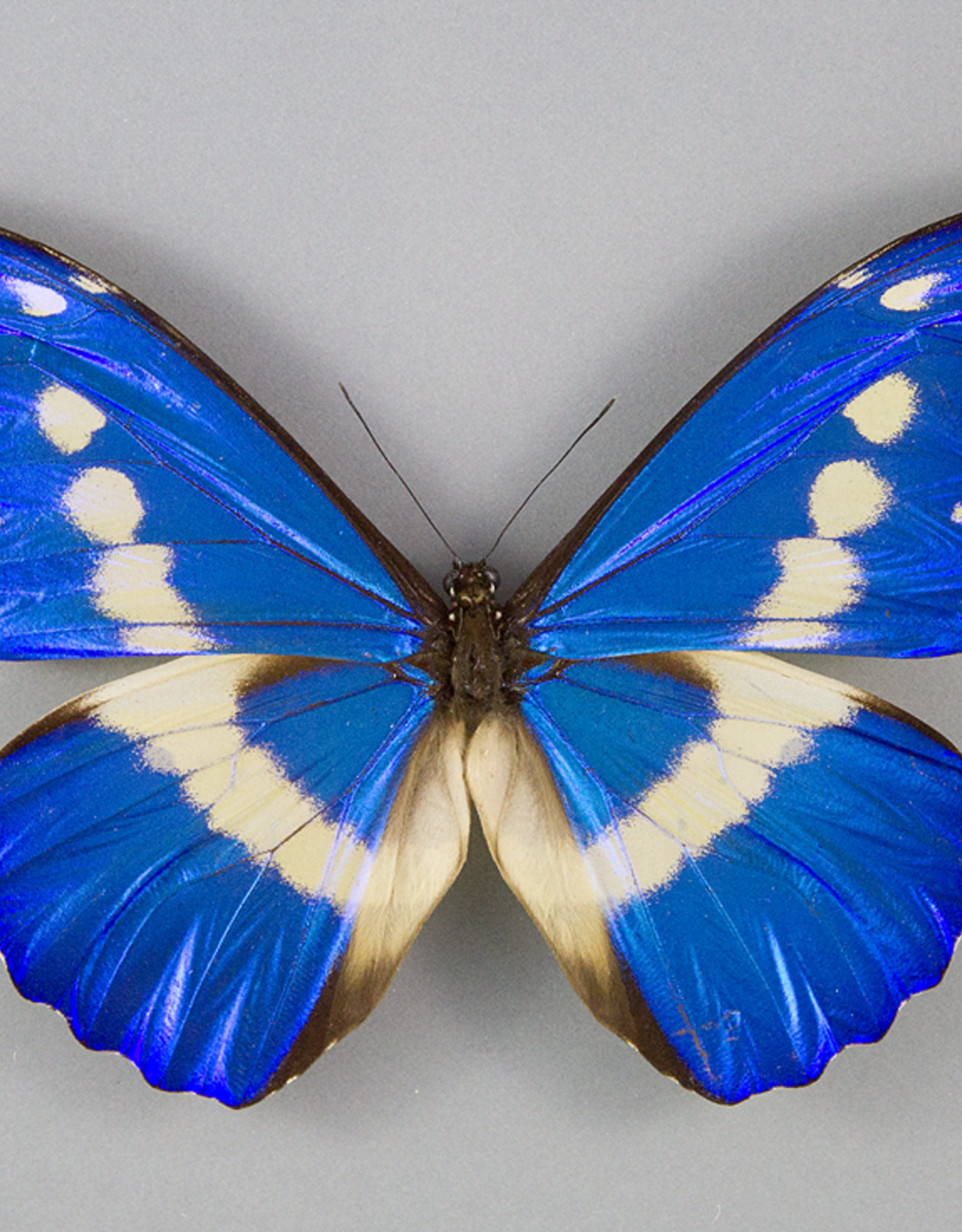Morpho rhetenor helena M A1 Upper Huallaga Valley, Peru