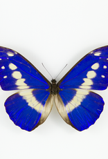 Morpho rhetenor helena M A1 Upper Huallaga Valley, Peru