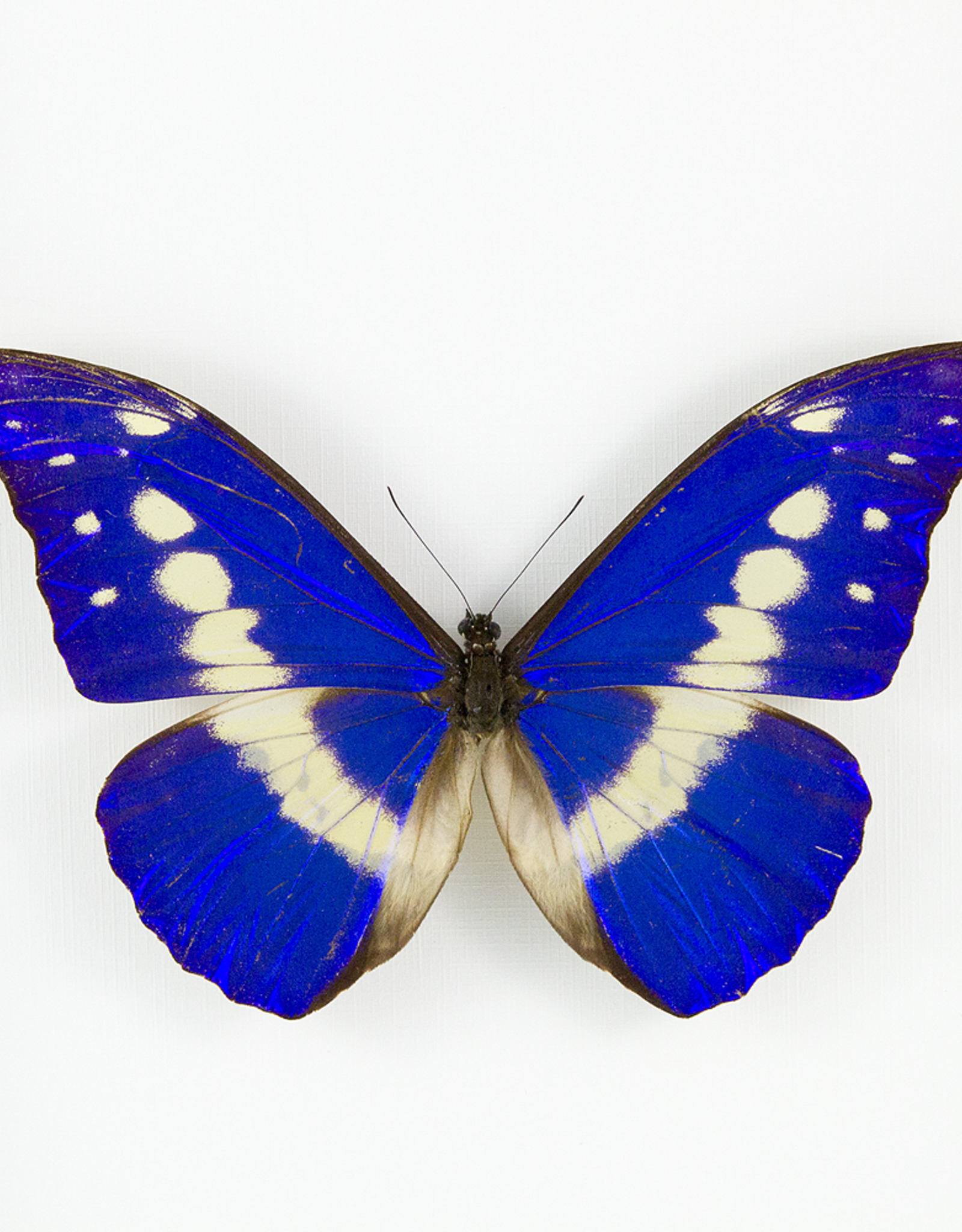 Morpho rhetenor helena M A1 Upper Huallaga Valley, Peru