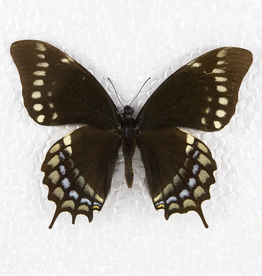 Papilio warscewiczii warscewiczi M A1 Bolivia
