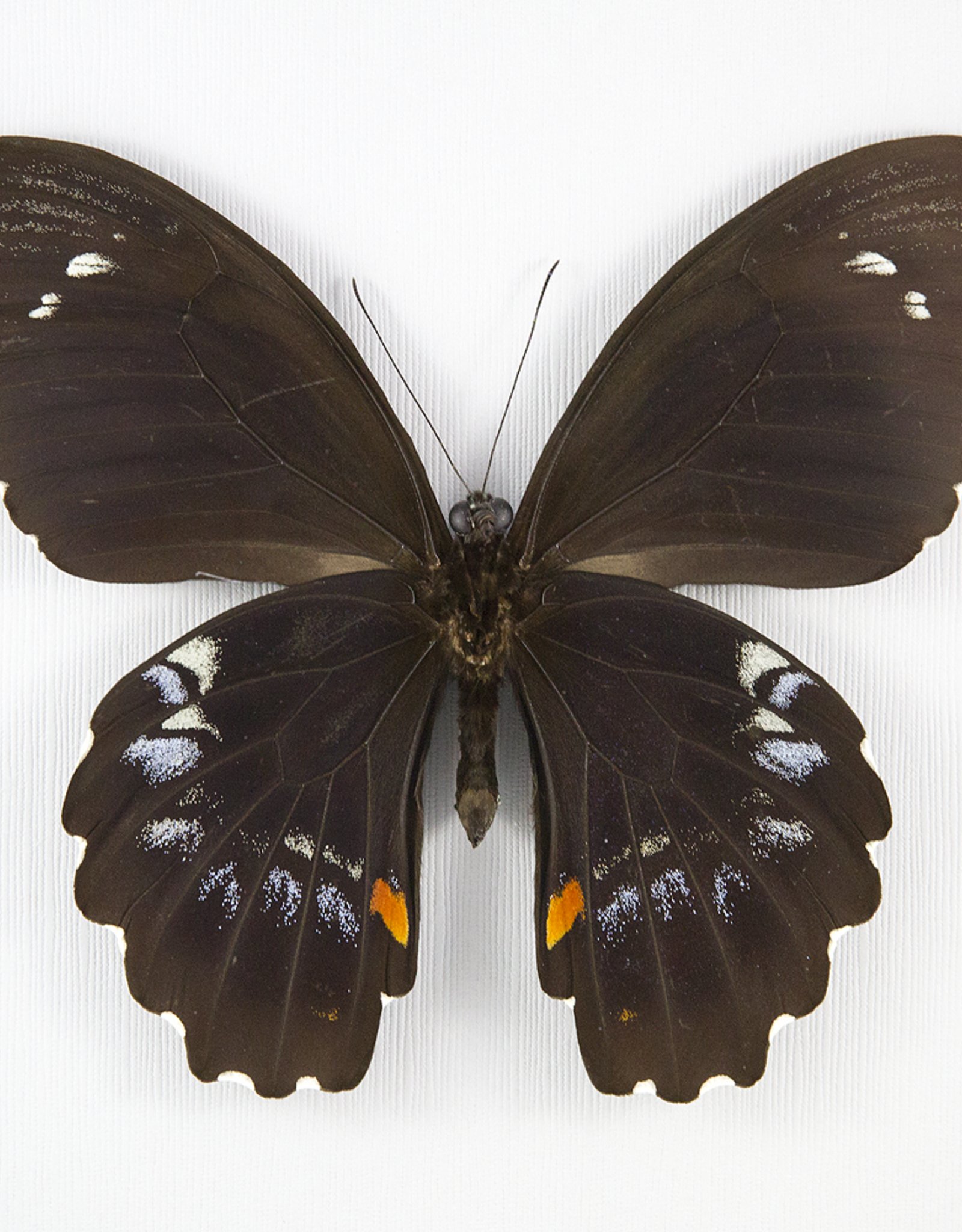 Papilio gambrisius gambrisius M A1 Indonesia