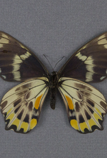 Papilio toboroi F A1- Solomon Islands