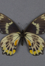 Papilio toboroi PAIR A1 Solomon Islands