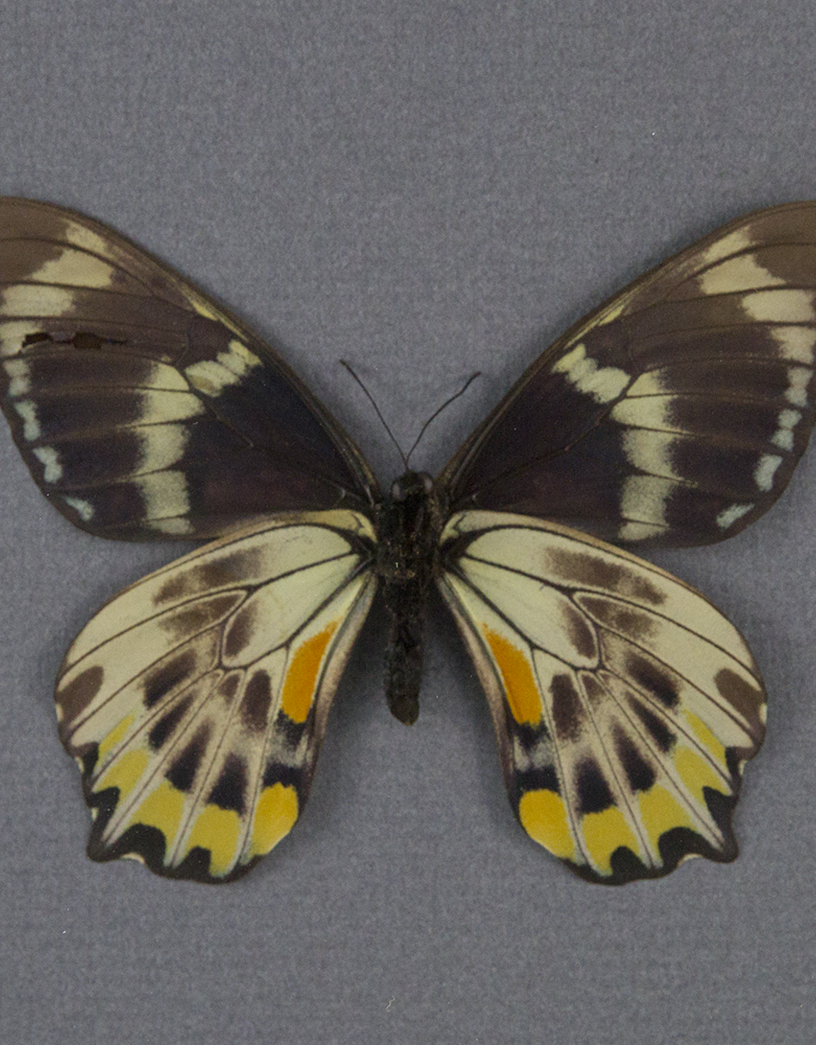 Papilio toboroi PAIR A1 Solomon Islands