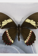 Papilio aristeus coelebs M A1 Peru