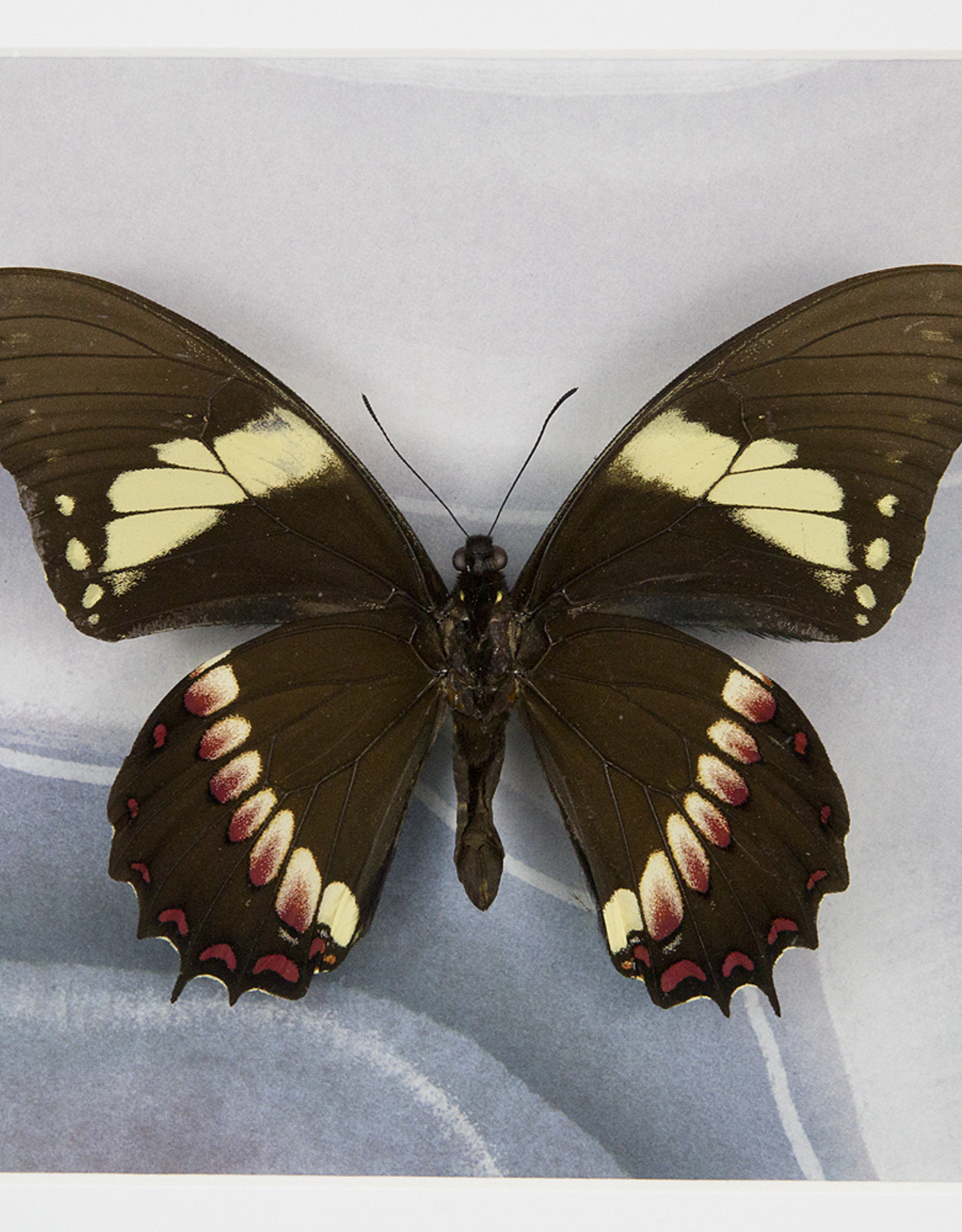 Papilio aristeus coelebs M A1 Peru