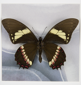 Papilio aristeus coelebs M A1 Peru