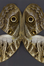 Caligo idomeneus idomenides PAIR A1 Upper Huallaga Valley, Peru