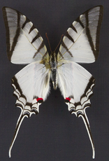 Protesilaus (Eurytides) protesilaus nigricornis M A1 Peru