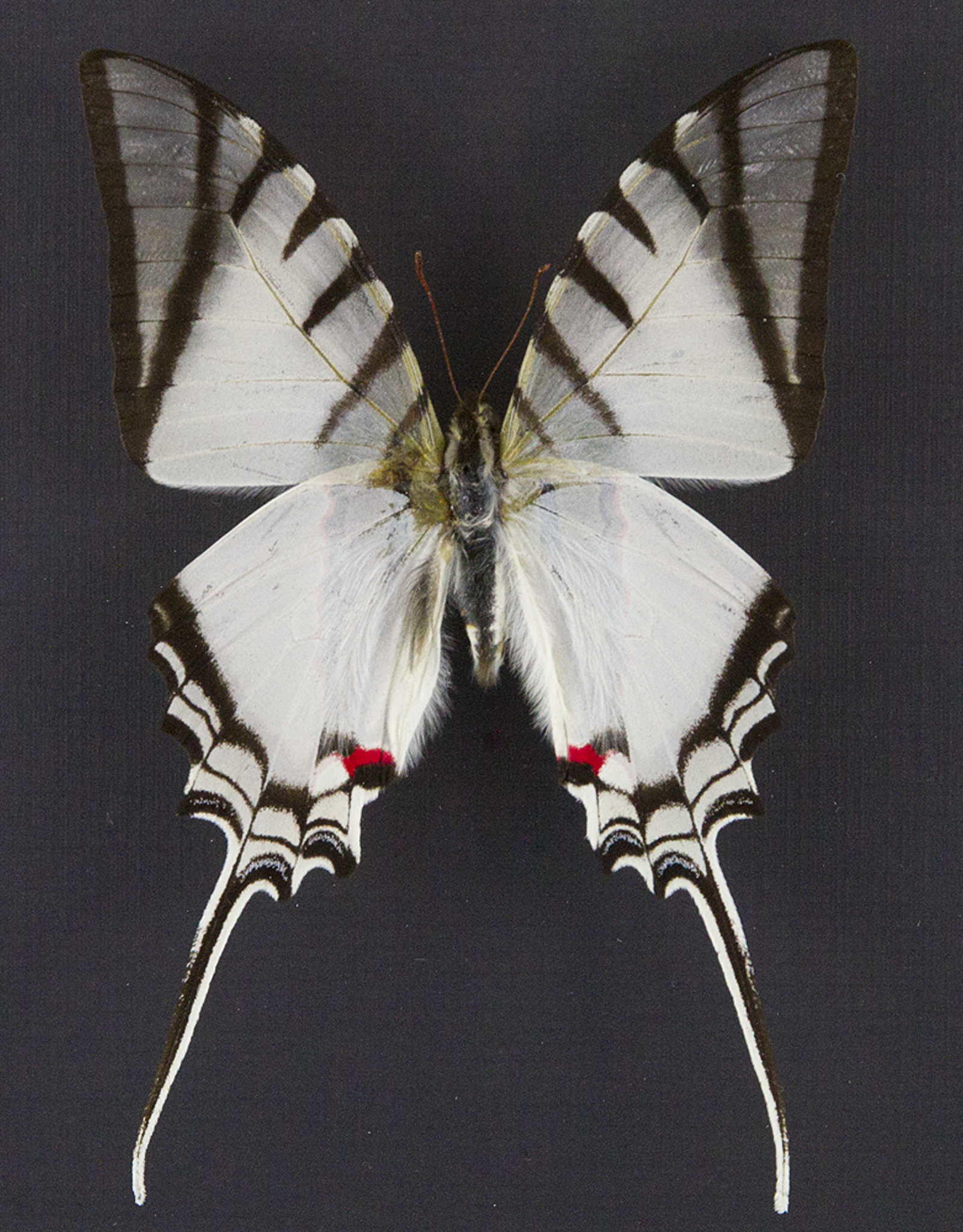 Eurytides (Protographium) protesilaus nigricornis M A1 Peru