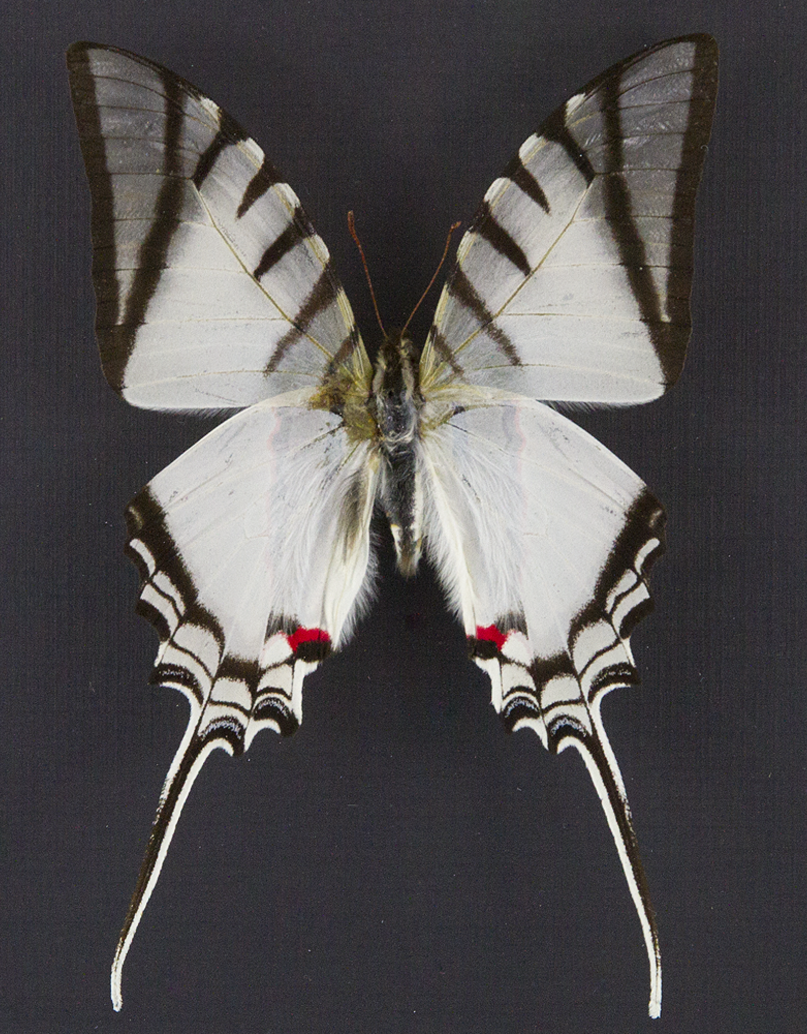 Protesilaus (Eurytides) protesilaus nigricornis M A1 Peru