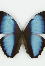 Morpho deidamia neoptolemus M A1 Upper Huallaga Valley, Peru
