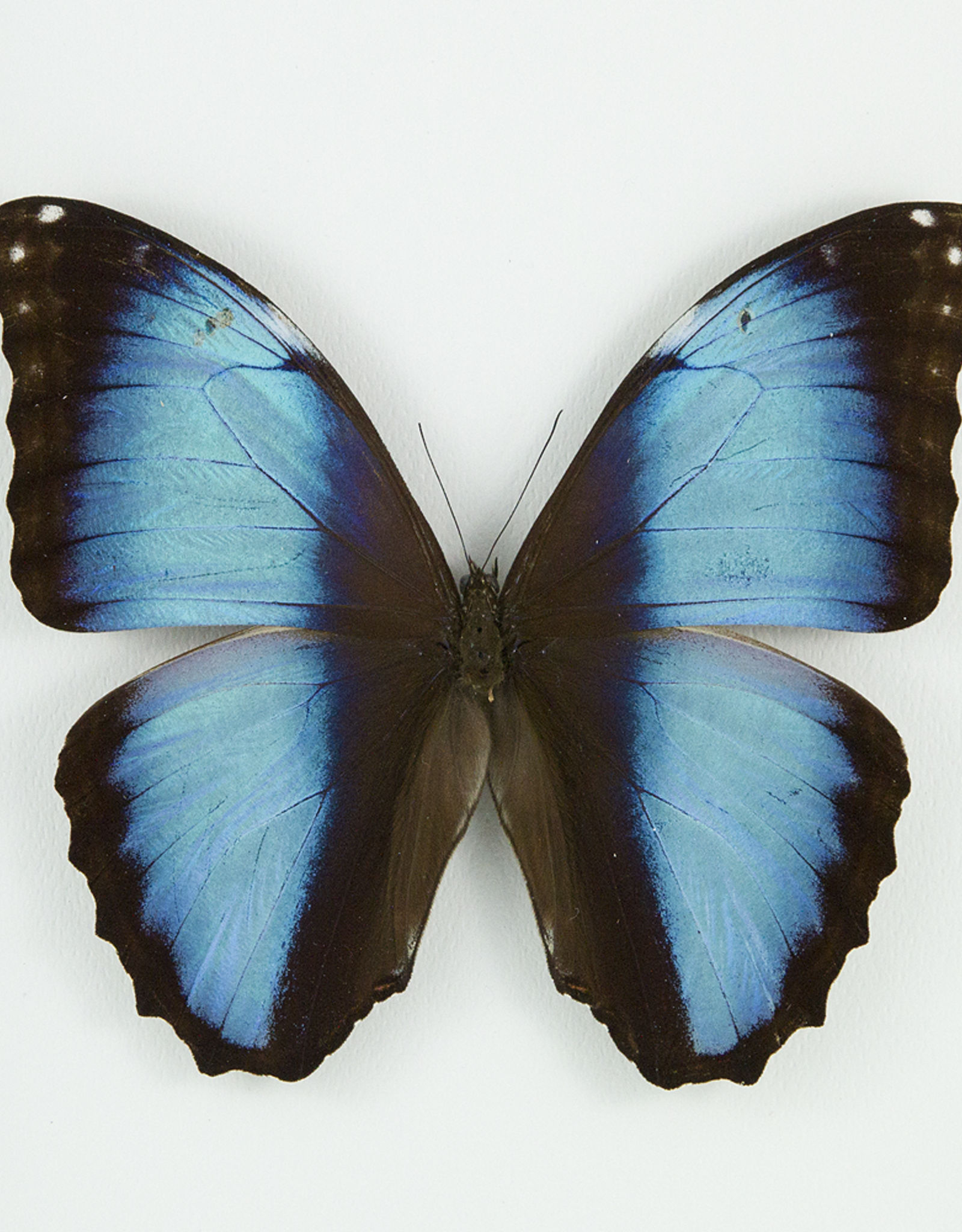Morpho deidamia neoptolemus M A1 Upper Huallaga Valley, Peru