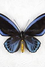 Ornithoptera priamus urvillianus f. flavomaculata M A1/A1- Indonesia