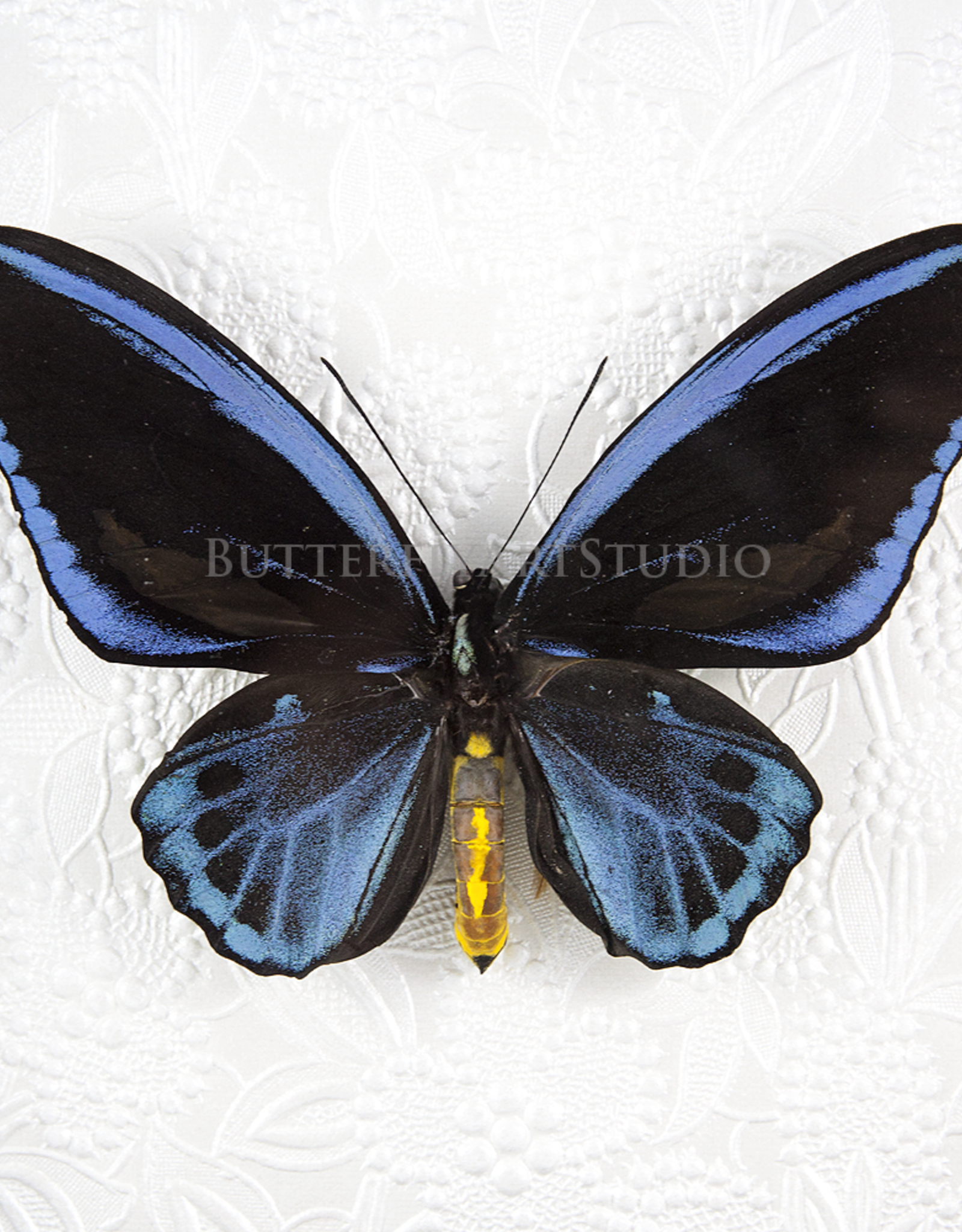 Ornithoptera priamus urvillianus f. flavomaculata M A1/A1- Indonesia