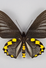 Troides hypolitus ssp PAIR A1 Indonesia