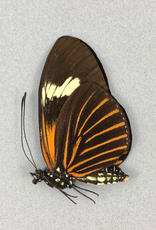 Heliconius xanthocles f. melior M A1 Peru